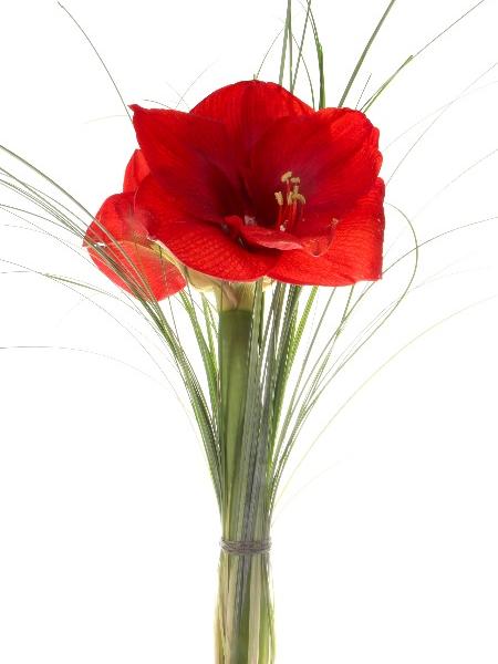 Leikkoamaryllis