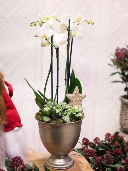 Jouluistutus - Joulun Päätähti